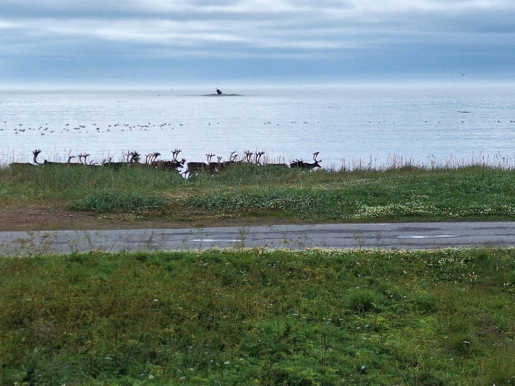 Feriehus Ved Barentshavet - Holiday Home By The Barents Sea Ytre Kiberg Dış mekan fotoğraf